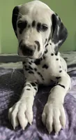 Beam, a male Dalmatian for sale in Aurora, IL – 1 of 7