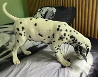 Beam, a male Dalmatian for sale in Aurora, IL – 5 of 7