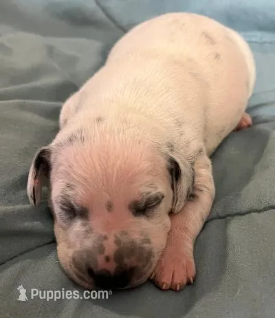 Beam – Dalmatian puppy for sale in Aurora, IL