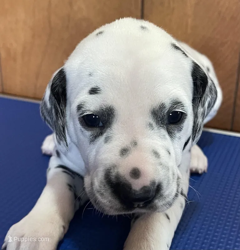 Beam – Dalmatian puppy for sale in Aurora, IL