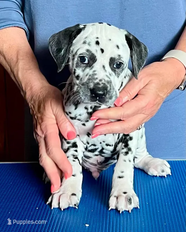 Bars – Dalmatian puppy for sale in Aurora, IL