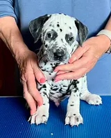 Bars, a male Dalmatian for sale in Aurora, IL – 2 of 7