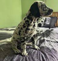 Bars, a male Dalmatian for sale in Aurora, IL – 5 of 7