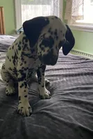 Bars, a male Dalmatian for sale in Aurora, IL – 6 of 7