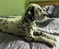 Beam, a male Dalmatian for sale in Aurora, IL – 7 of 7