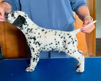 Bars, a male Dalmatian for sale in Aurora, IL – 4 of 7
