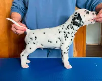 Beam, a male Dalmatian for sale in Aurora, IL – 3 of 7