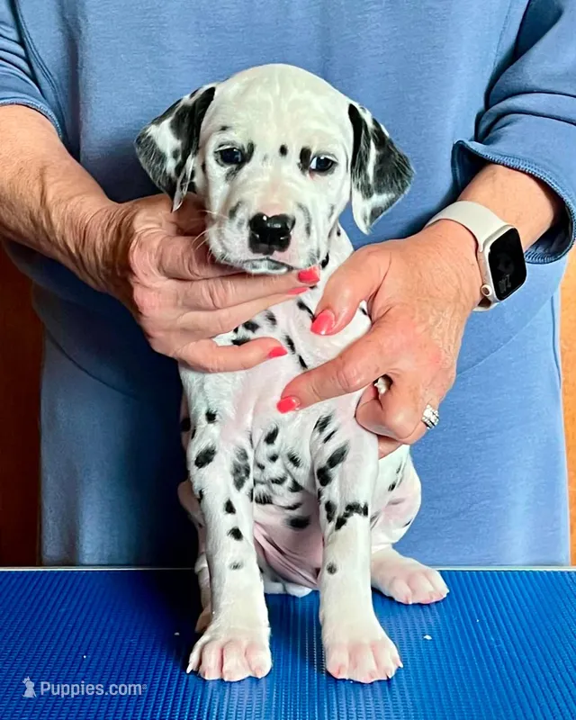 Beam – Dalmatian puppy for sale in Aurora, IL