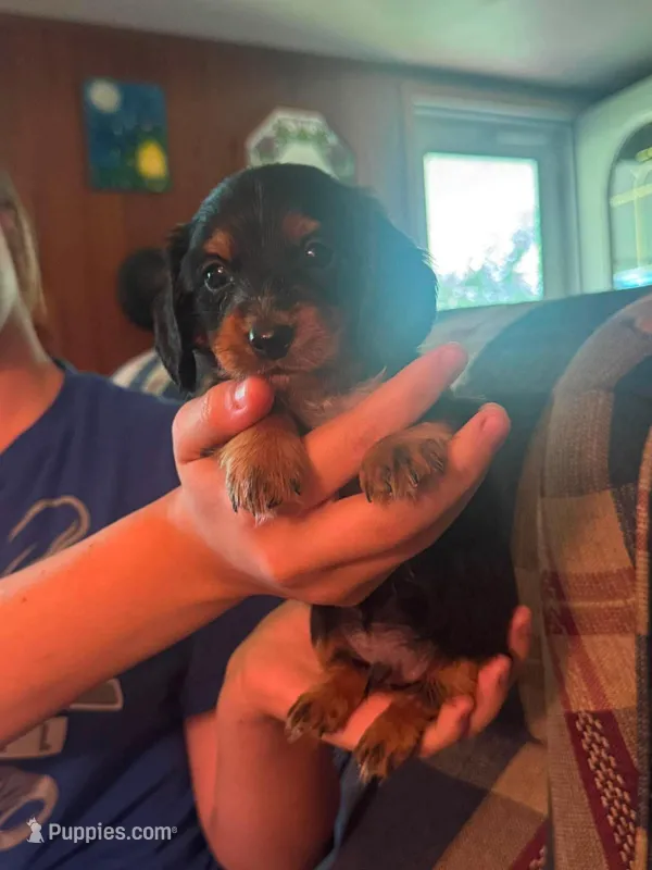 Mayhem AKC – Miniature Dachshund puppy for sale in West Salem, OH