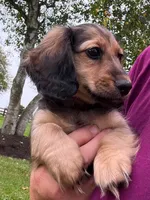 Alfie, a male Miniature Dachshund for sale in West Salem, OH – 3 of 6