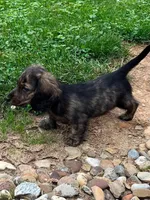 Prince, a male Miniature Dachshund for sale in West Salem, OH – 6 of 7