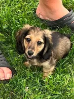 Alfie, a male Miniature Dachshund for sale in West Salem, OH – 1 of 6