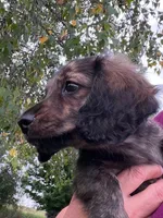 Prince, a male Miniature Dachshund for sale in West Salem, OH – 5 of 7