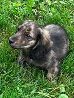 Prince, a male Miniature Dachshund for sale in West Salem, OH – 2 of 7