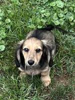 Alfie, a male Miniature Dachshund for sale in West Salem, OH – 5 of 6