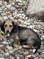 Alfie, a male Miniature Dachshund for sale in West Salem, OH – 6 of 6
