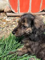 Prince, a male Miniature Dachshund for sale in West Salem, OH – 4 of 7