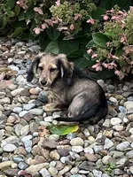 Alfie, a male Miniature Dachshund for sale in West Salem, OH – 2 of 6