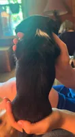 Mayhem AKC, a male Miniature Dachshund for sale in West Salem, OH – 2 of 3