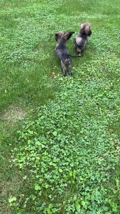 Prince, a male Miniature Dachshund for sale in West Salem, OH – 7 of 7