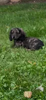 Prince, a male Miniature Dachshund for sale in West Salem, OH – 3 of 7