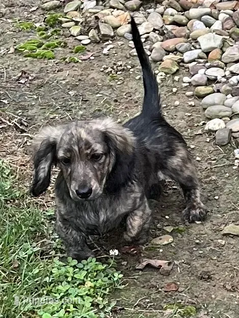 Prince – Miniature Dachshund puppy for sale in West Salem, OH