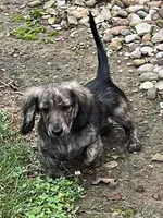 Prince, a male Miniature Dachshund for sale in West Salem, OH – 1 of 7
