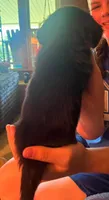 Chaos AKC, a male Miniature Dachshund for sale in West Salem, OH – 3 of 3