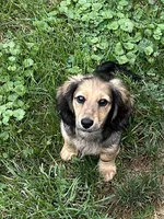 Alfie, a male Miniature Dachshund for sale in West Salem, OH – 4 of 6
