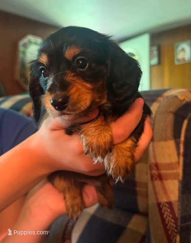 Chaos AKC – Miniature Dachshund puppy for sale in West Salem, OH
