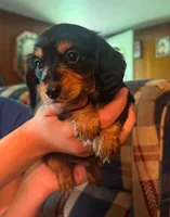 Chaos AKC, a male Miniature Dachshund for sale in West Salem, OH – 1 of 3