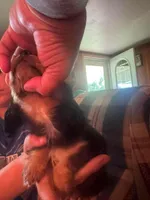 Chaos AKC, a male Miniature Dachshund for sale in West Salem, OH – 2 of 3