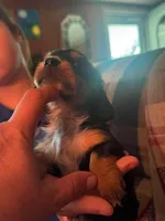 Mayhem AKC, a male Miniature Dachshund for sale in West Salem, OH – 3 of 3