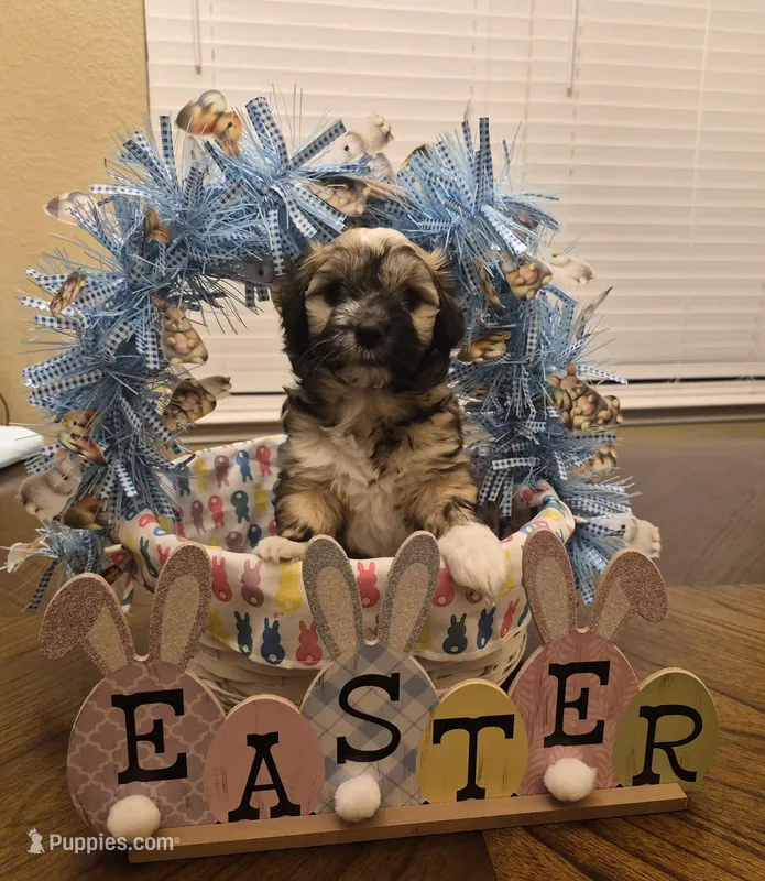 Honey – Coton de Tulear puppy for sale in Dallas, TX