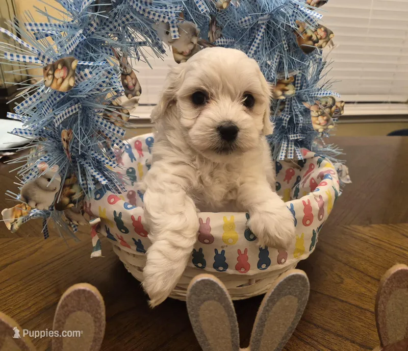 Cotton – Coton de Tulear puppy for sale in Dallas, TX