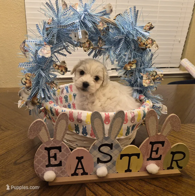 Cloud – Coton de Tulear puppy for sale in Dallas, TX