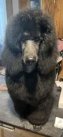 Cosmo, a male Poodle - Standard  for sale in Cambridge, WI – 2 of 2