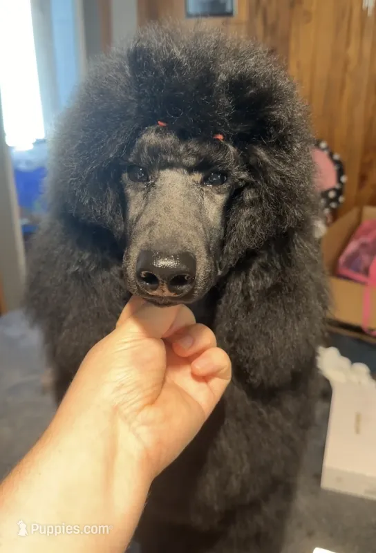 Cosmo – Poodle - Standard  puppy for sale in Cambridge, WI