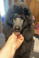 Cosmo, a male Poodle - Standard  for sale in Cambridge, WI – 1 of 2