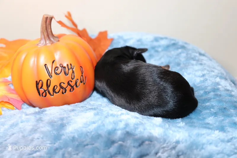 Knight – Yorkshire Terrier puppy for sale in Redford, MI
