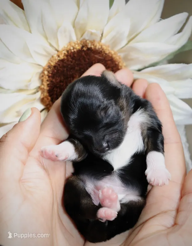 Duchess – Yorkshire Terrier puppy for sale in Redford, MI