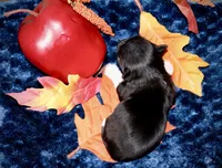 Prince, a male Yorkshire Terrier for sale in Redford, MI – 2 of 3