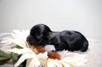 Duchess, a female Yorkshire Terrier for sale in Redford, MI – 3 of 3