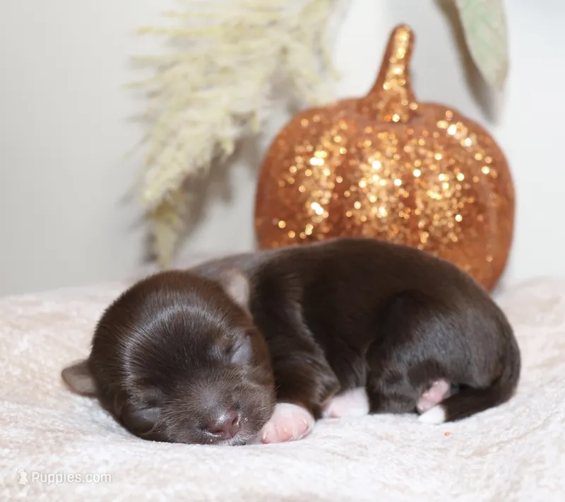 Baron – Yorkshire Terrier puppy for sale in Redford, MI