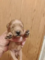 Pup3, a female Pomapoo for sale in Evansville, IN – 2 of 2