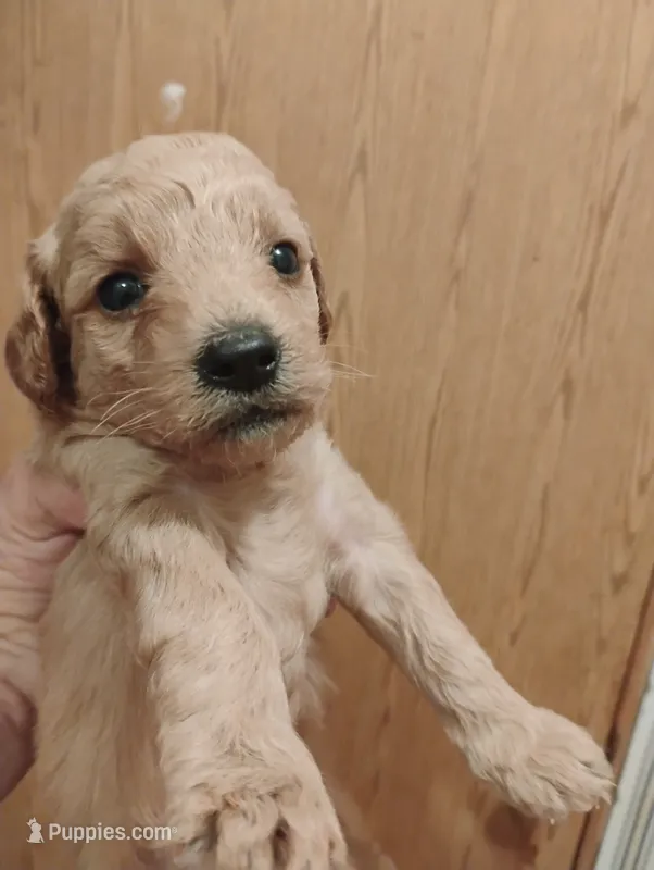 Pup3 – Pomapoo puppy for sale in Evansville, IN