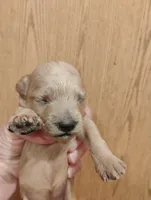 Pup4, a female Pomapoo for sale in Evansville, IN – 2 of 2