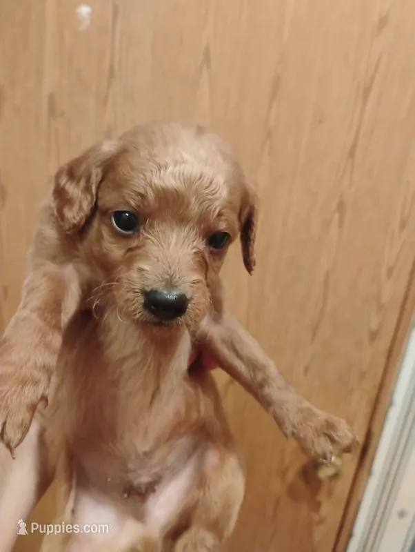 Pup1 – Pomapoo puppy for sale in Evansville, IN