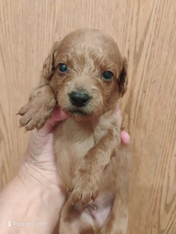 Pup5 – Pomapoo puppy for sale in Evansville, IN