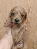 Pup5, a female Pomapoo for sale in Evansville, IN – 1 of 1